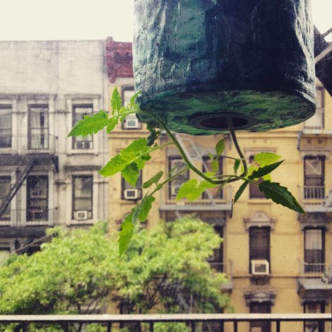 Urban Farming: Vertical Tomatoes | thecrunchyurbanite.com